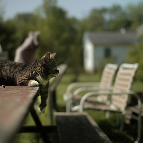 Lil Bub is a Nature's Happy Accident cat, cute lil bub, lil bub pictures