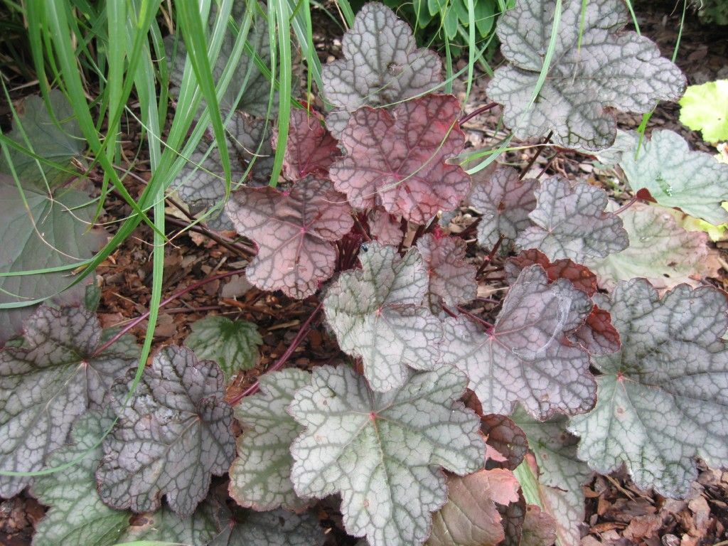 Heuchera Cascade Dawn