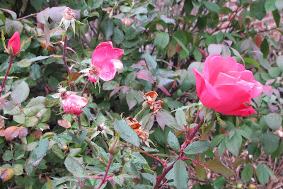 roses