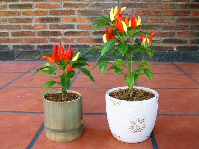Tips Cara Menanam Cabe Rawit Merah Tips mudah dan sederhana cara menanam merawat dan membudidayakan tanaman cabai cabe rawit merah hijau keriting di pot dan di halaman