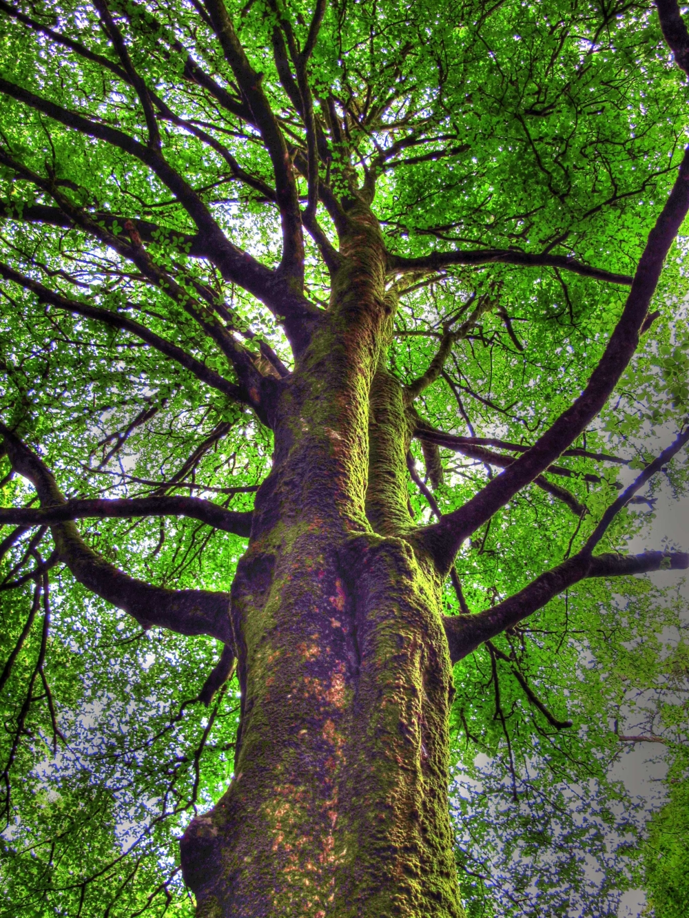 Majestic tree at Torc Waterfall, Ireland photo by susan wellington. Majestic tree at Torc Waterfall, Ireland photo by susan wellington.