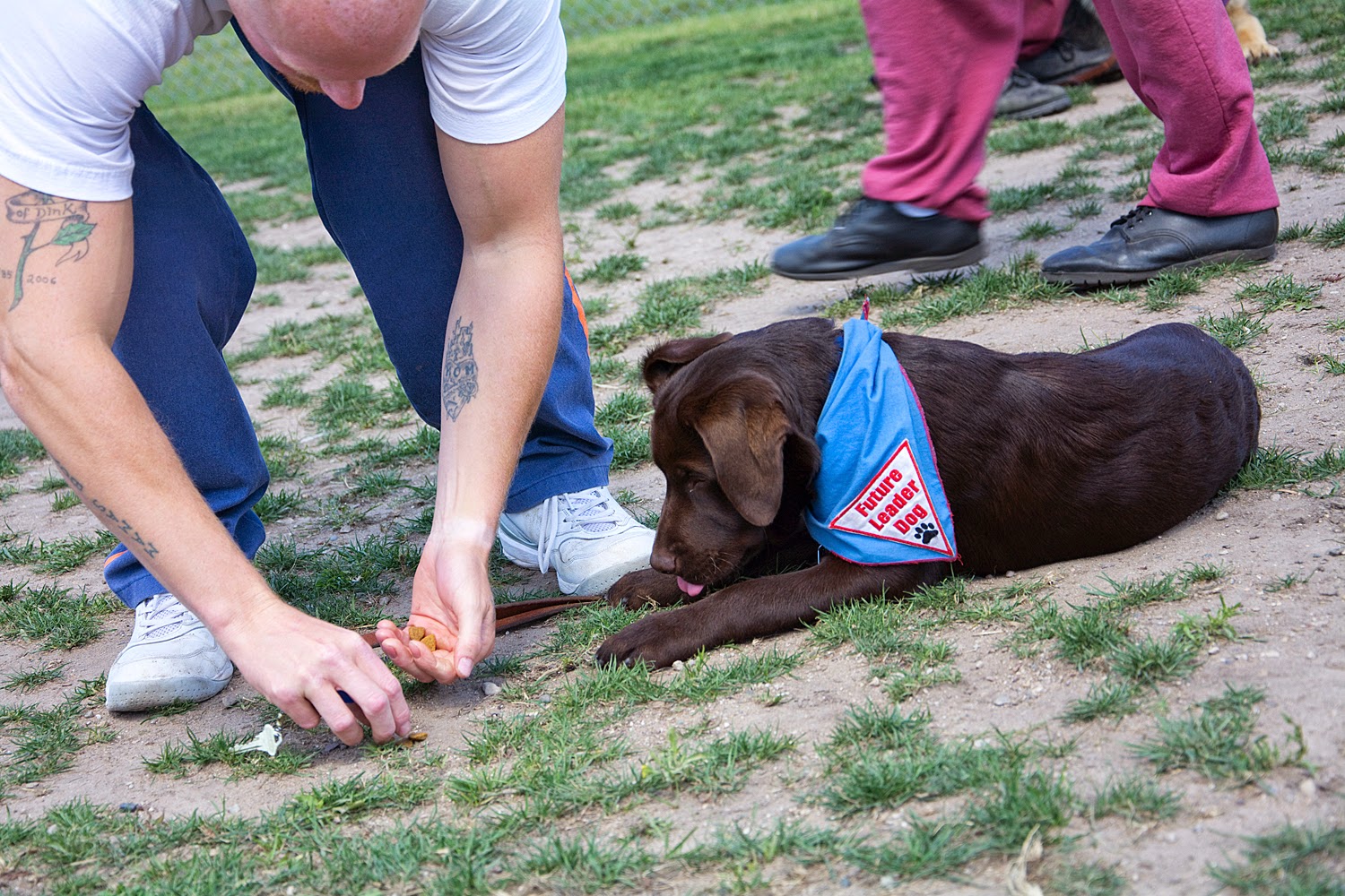 A man dressed in prison blue pants and a white t-shirt is bending over placing bits of kibble on the grass in front of a young chocolate lab. The lab is lying down facing the left and wearing the blue Future Leader Dog bandana. The puppy is looking intently at the kibble with his tongue just coming out. There are legs of another man in the background, wearing maroon sweat pants.