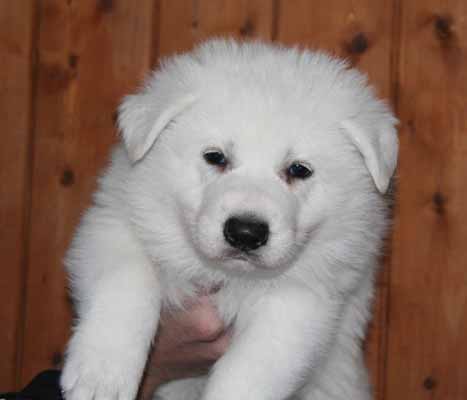 Dog Blog Dog Breed: Berger Blanc Suisse Dog Breed Pictures Dog Blog Dog Breed: Berger Blanc Suisse Dog Breed Pictures