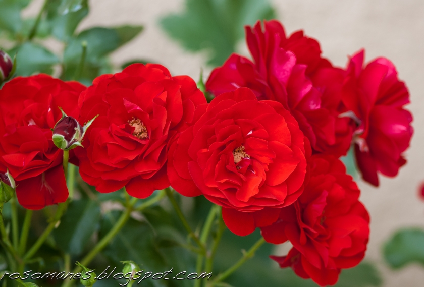 A Rose is a Rose... Survivors of the Heat