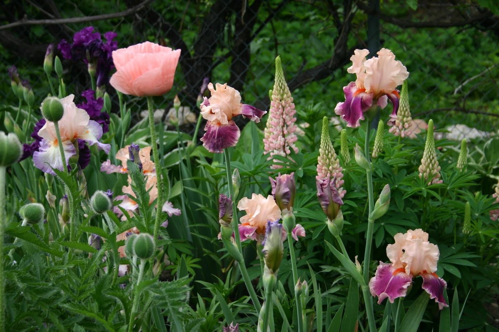 TALL BEARDED IRISES WITH LUPINE AN EASYTOGROW