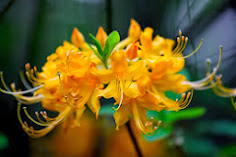 Native Azalea