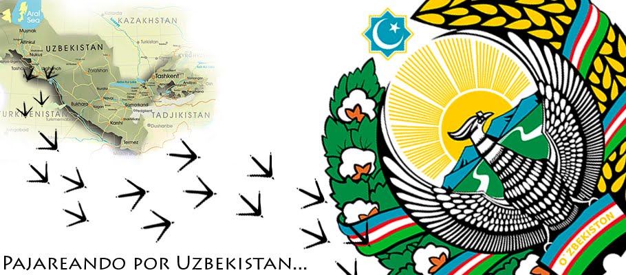 Pajareando por Uzbekistan