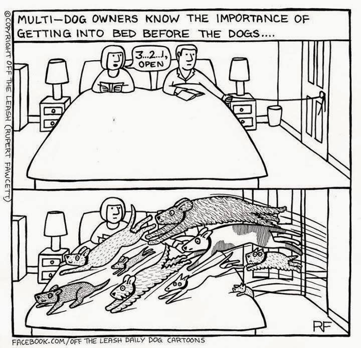 Scribbles cat & dog jokes