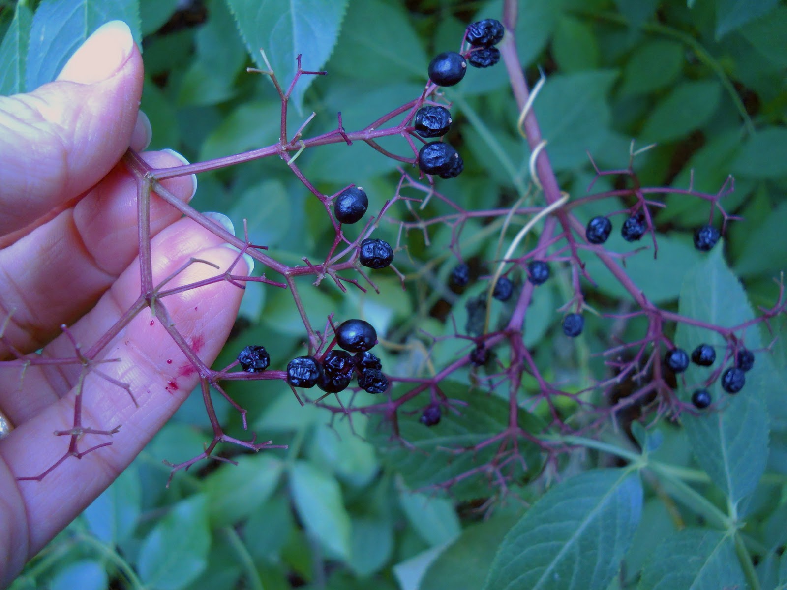 Roots of Simplicity Elderberry Applesauce An Experiment