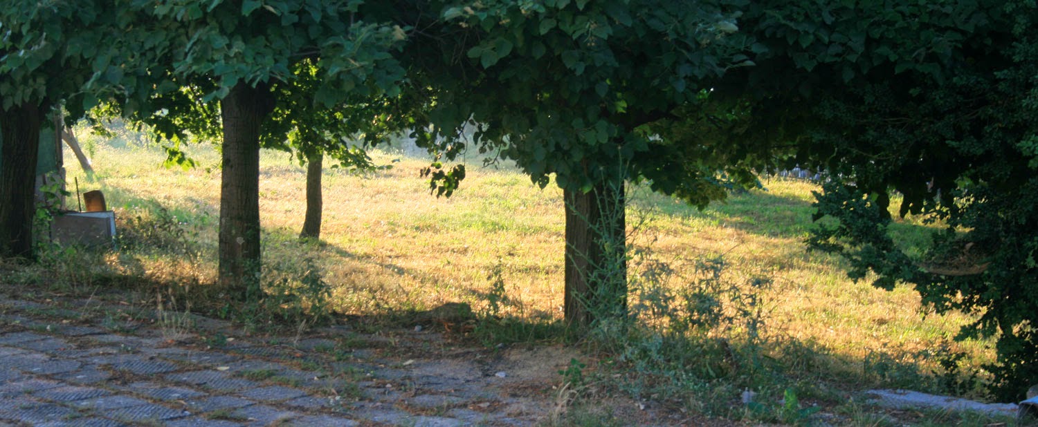 Sunlight under the trees Sunlight under the trees
