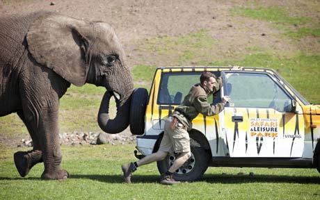 Elephant Helping