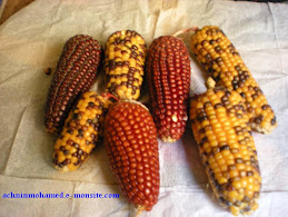 Epis de maïs colorés (Ihmorane en Tamazight)
