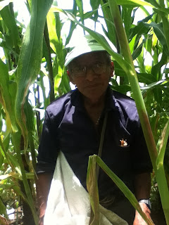 Hard-working Guatemalan in a volcano-side cornfield