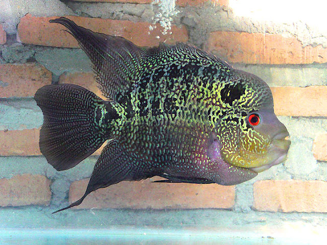 flowerhorn the hybrid cichlids flowerhorn the hybrid cichlids