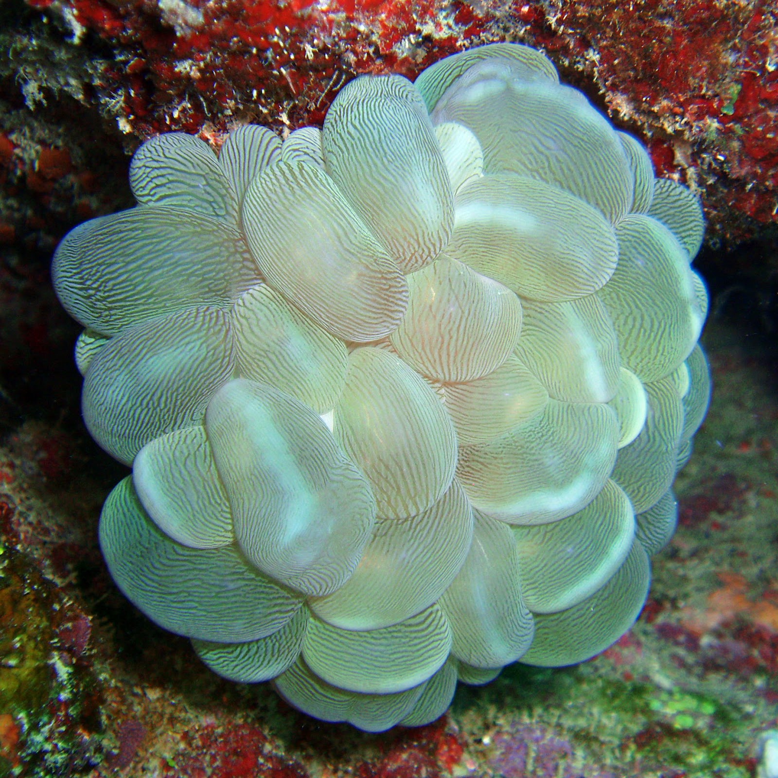 Real Monstrosities Bubble Coral