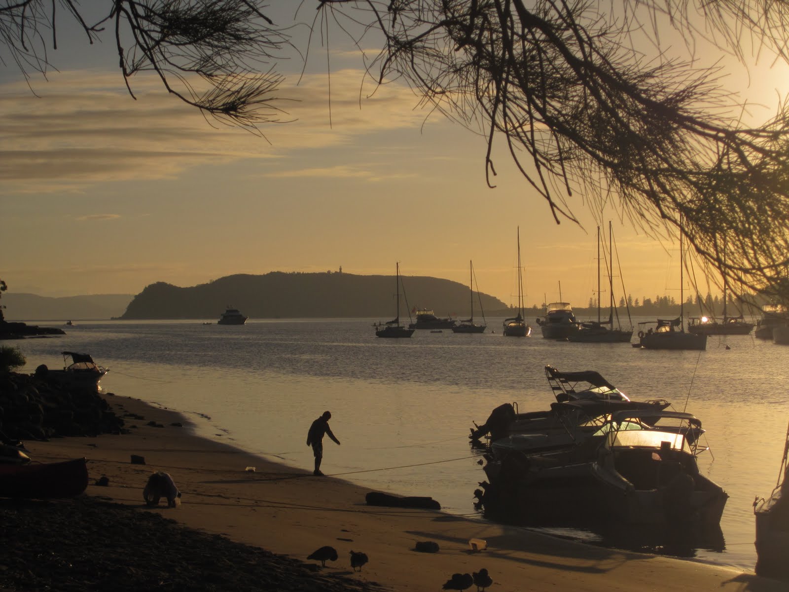 little paper trees palm beach & the basin
