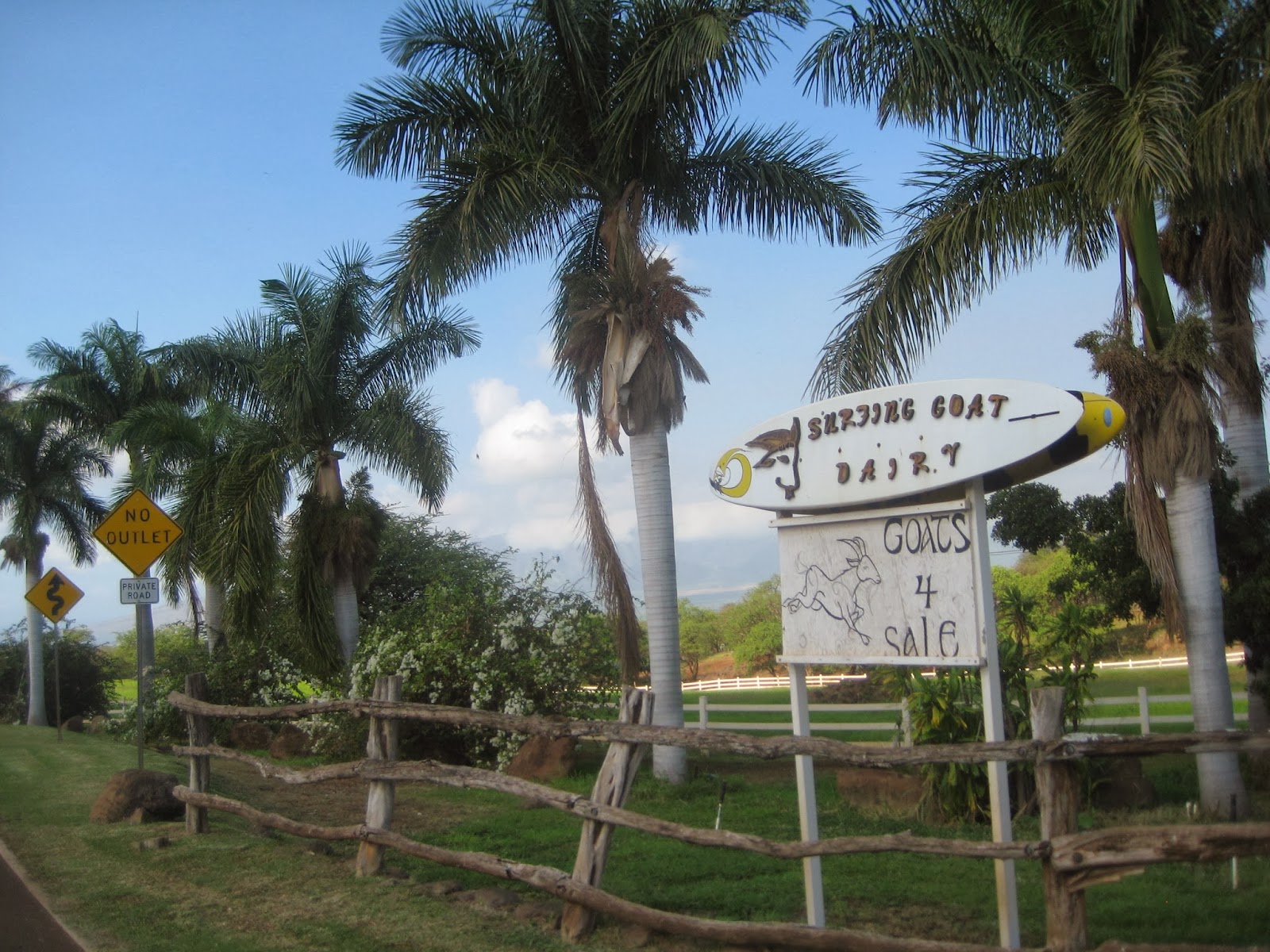 Maui Vacation Guide Maui's Big Cheese The Surfing Goat Dairy