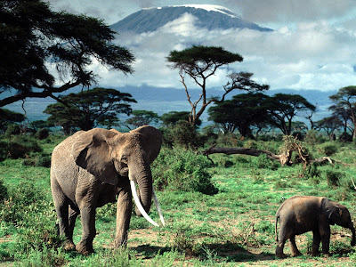 (Tanzania) – Kilimanjaro - Highest Mountain in Africa