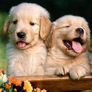 Cachorros+fofos