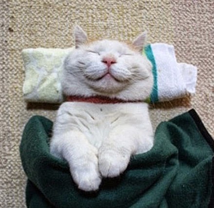 Gato feliz Publicitário13 Gato feliz Publicitário13