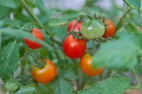 Early Girl Tomatoes