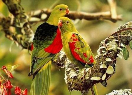 beautiful love birds wallpaper. Beautiful Love Birds