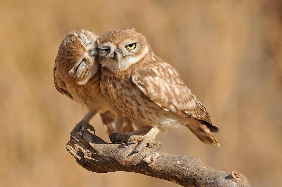 owl%2Blove%2Bbite.jpg