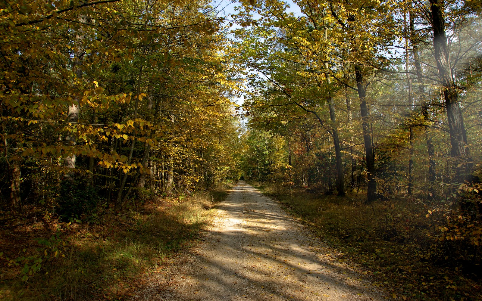 http://4.bp.blogspot.com/-izH9cu5ATqM/TzFojanFm7I/AAAAAAAAAs0/MalJzcTfw7Q/s1600/Way%20in%20forest%20HD%20wallpaper.jpg