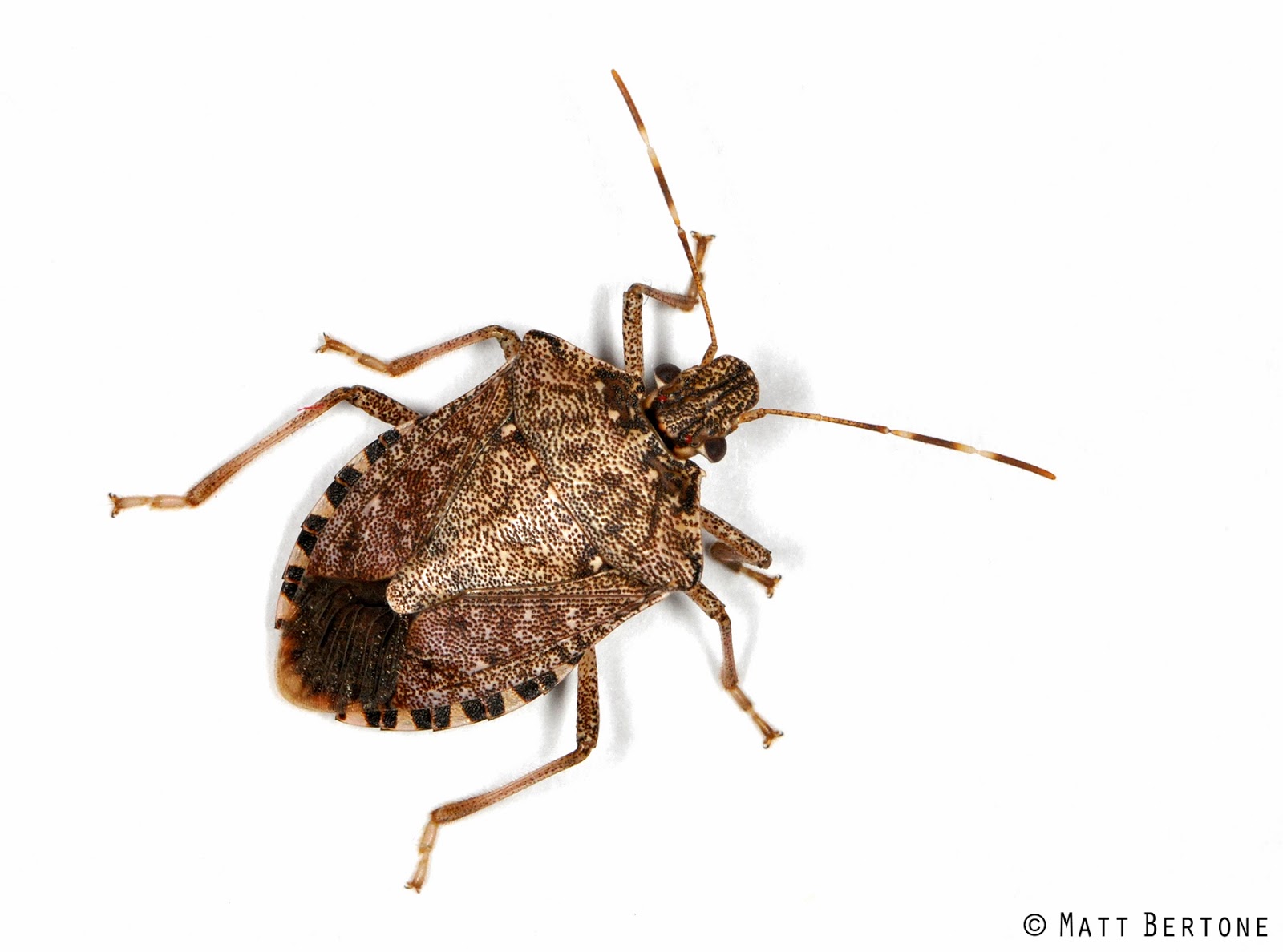 NCSU PDIC Uninvited Holiday Guests