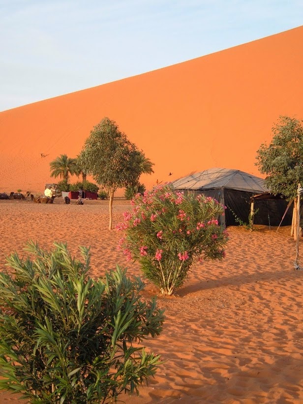 These Amazing Sahara Desert Plants Are Masters At Adaptation