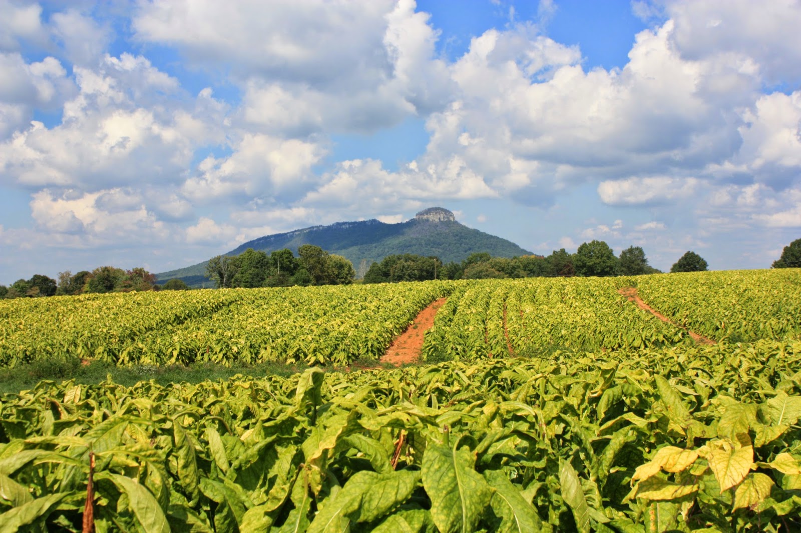 Chow and Chatter Southern Heritage Apple Orchard