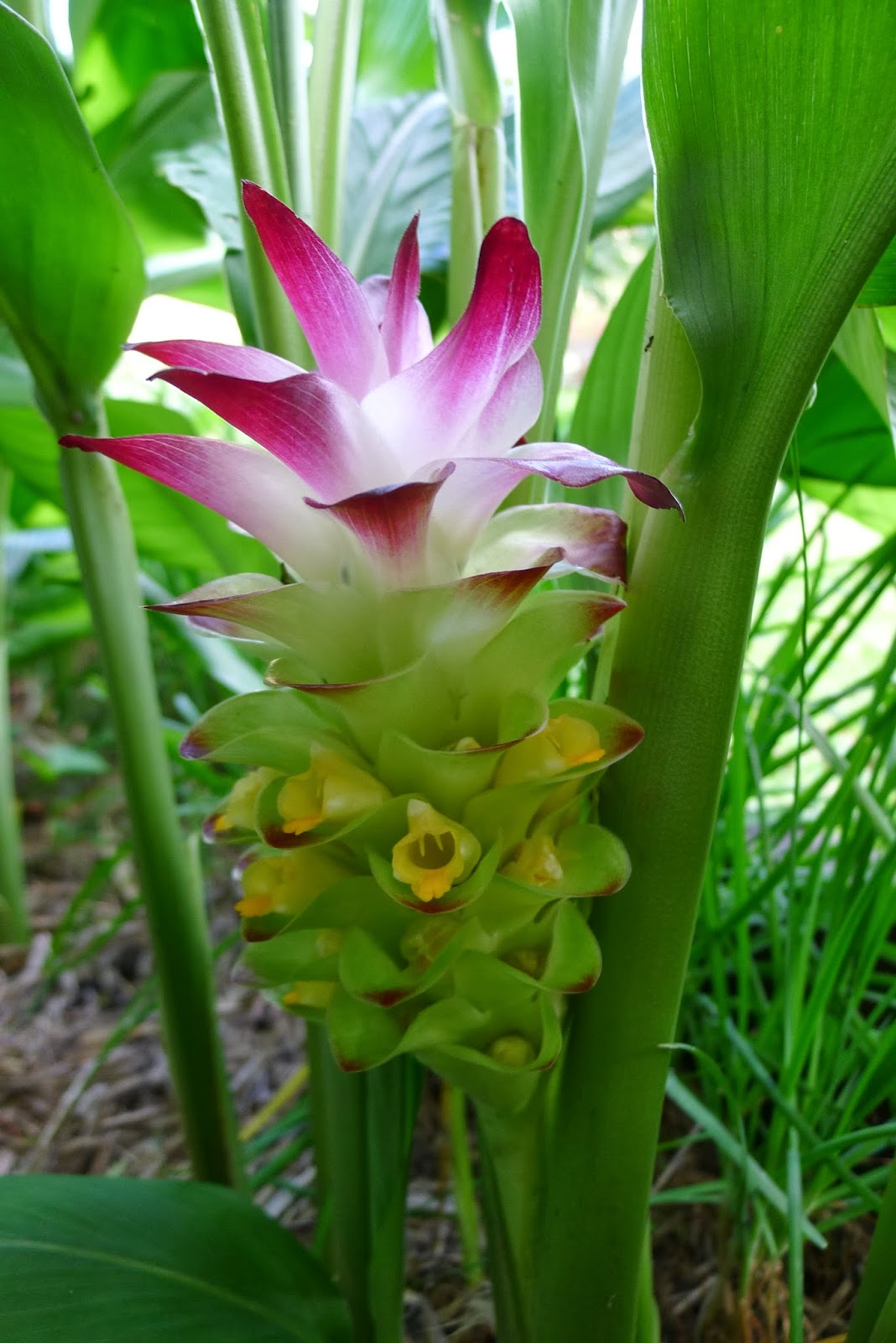 Liliana Usvat Reforestation and Medicinal use of the