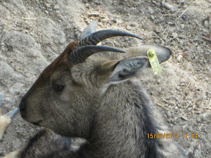 "Ear-Tagged" Goral in Darjeeling Zoo.