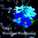 Tina's Wordless Wednesday