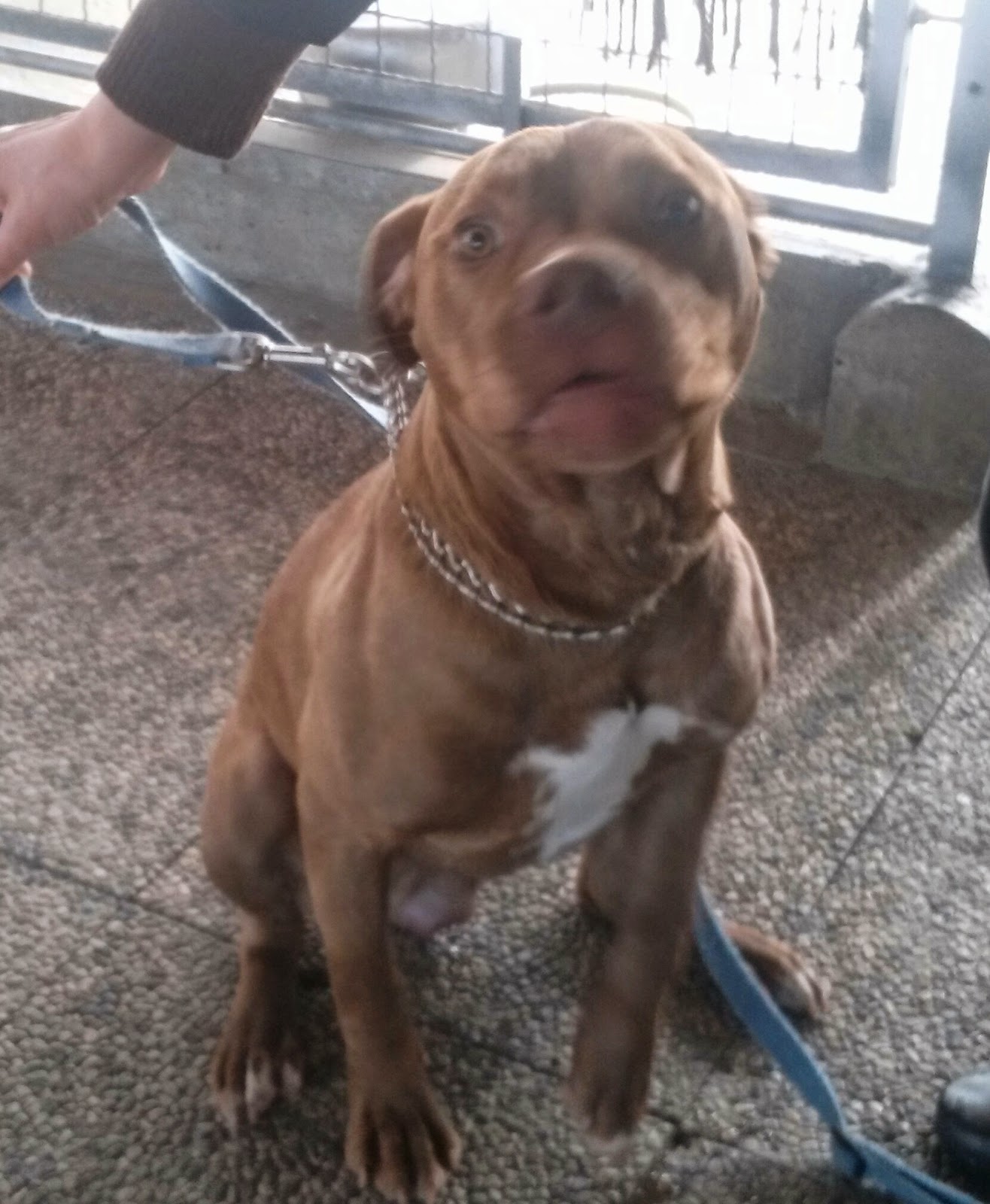 quanto vive in media un american pitbull terrier un pit bull per amico adottate lucky e shelly pit bull e quanto vive in media un american pitbull terrier un pit bull per amico adottate lucky e shelly pit bull e