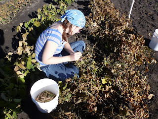 Picking the Cherokee beans