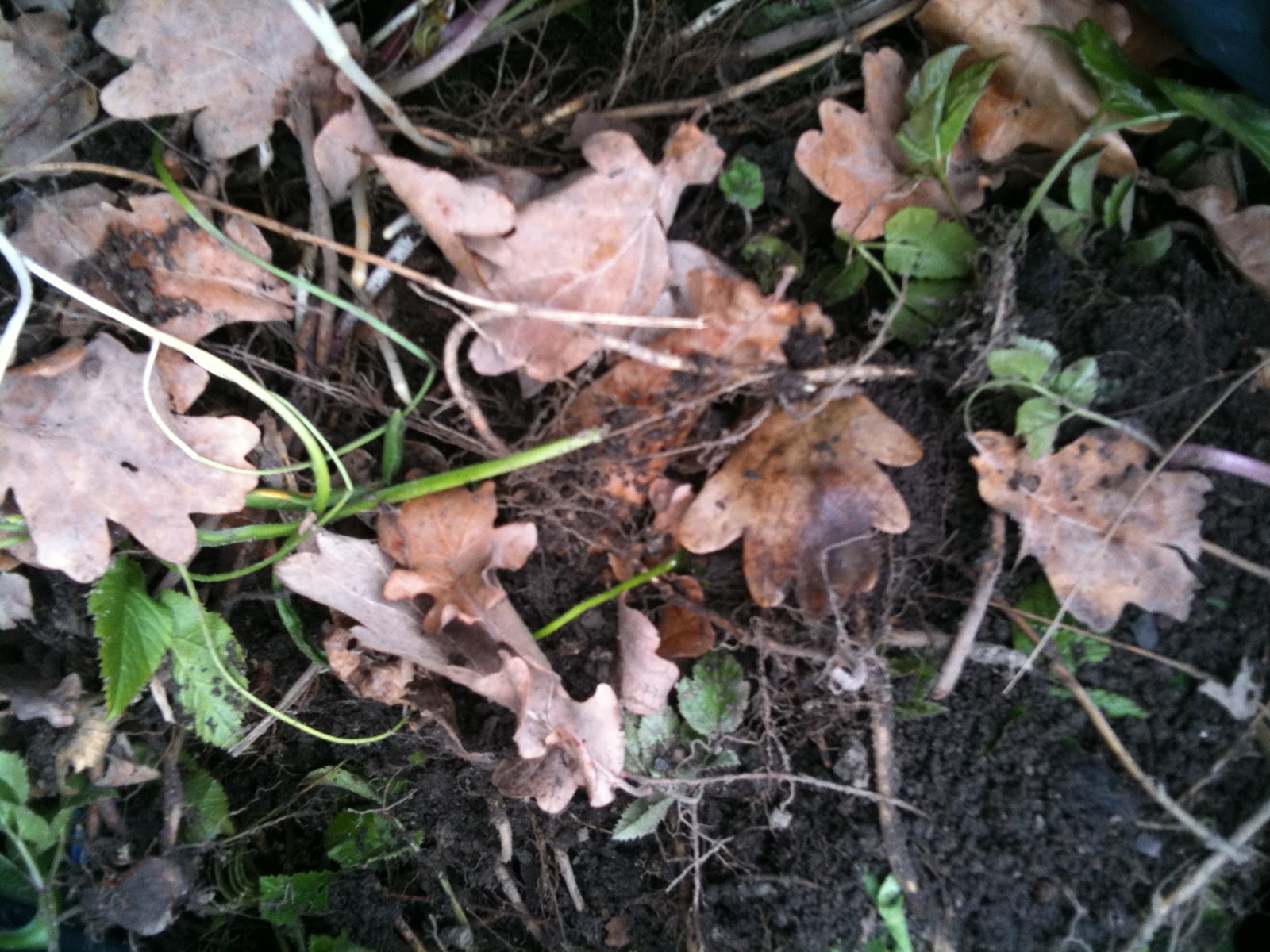 Trädgårdsdags: april 2012