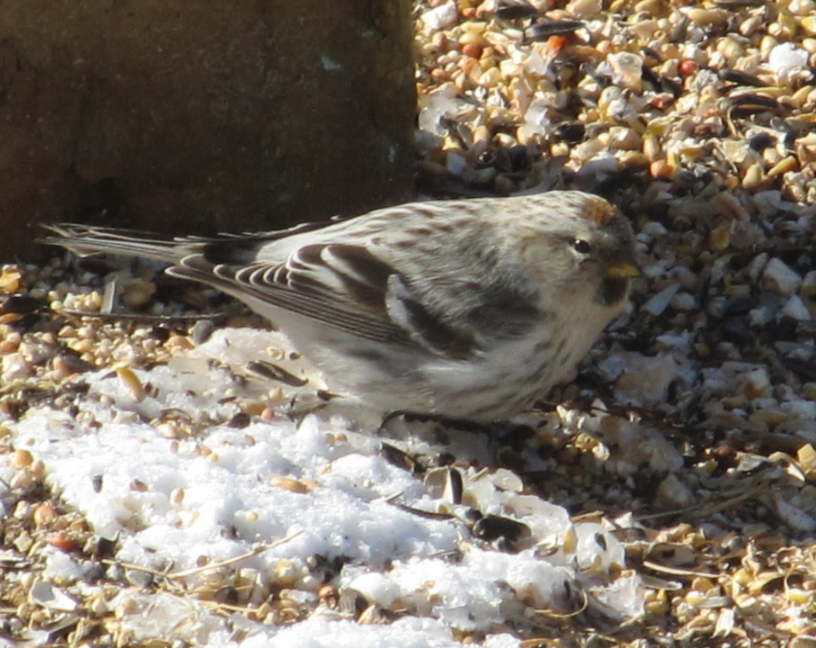 Northern Maine Birds Northern Maine Birds Hoary Redpoll and Rough