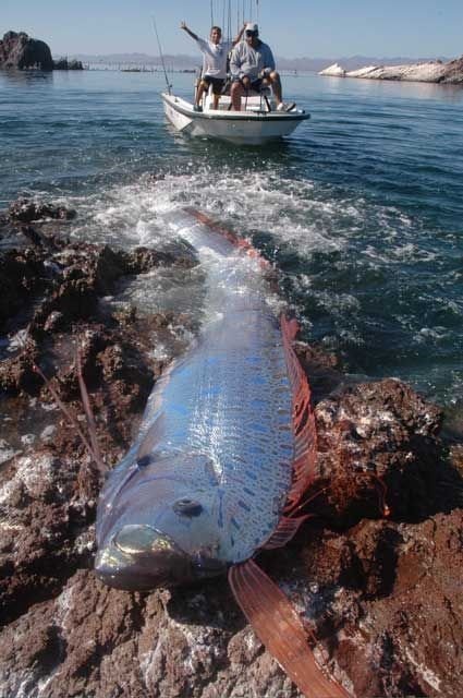 سمكة ” الأورا ” أطول سمكة في العالم Oarfish+%282%29%5B2%5D