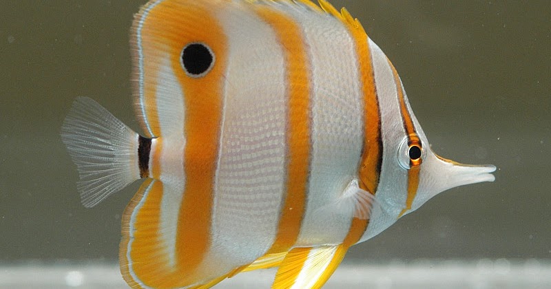 Peces y plantas ornamentales: Chelmon Rostratus - Pez mariposa de boca