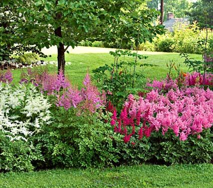shade plants garden flower astilbe flowers ode summer beds front flowering perennials america except lucky month looks right re only