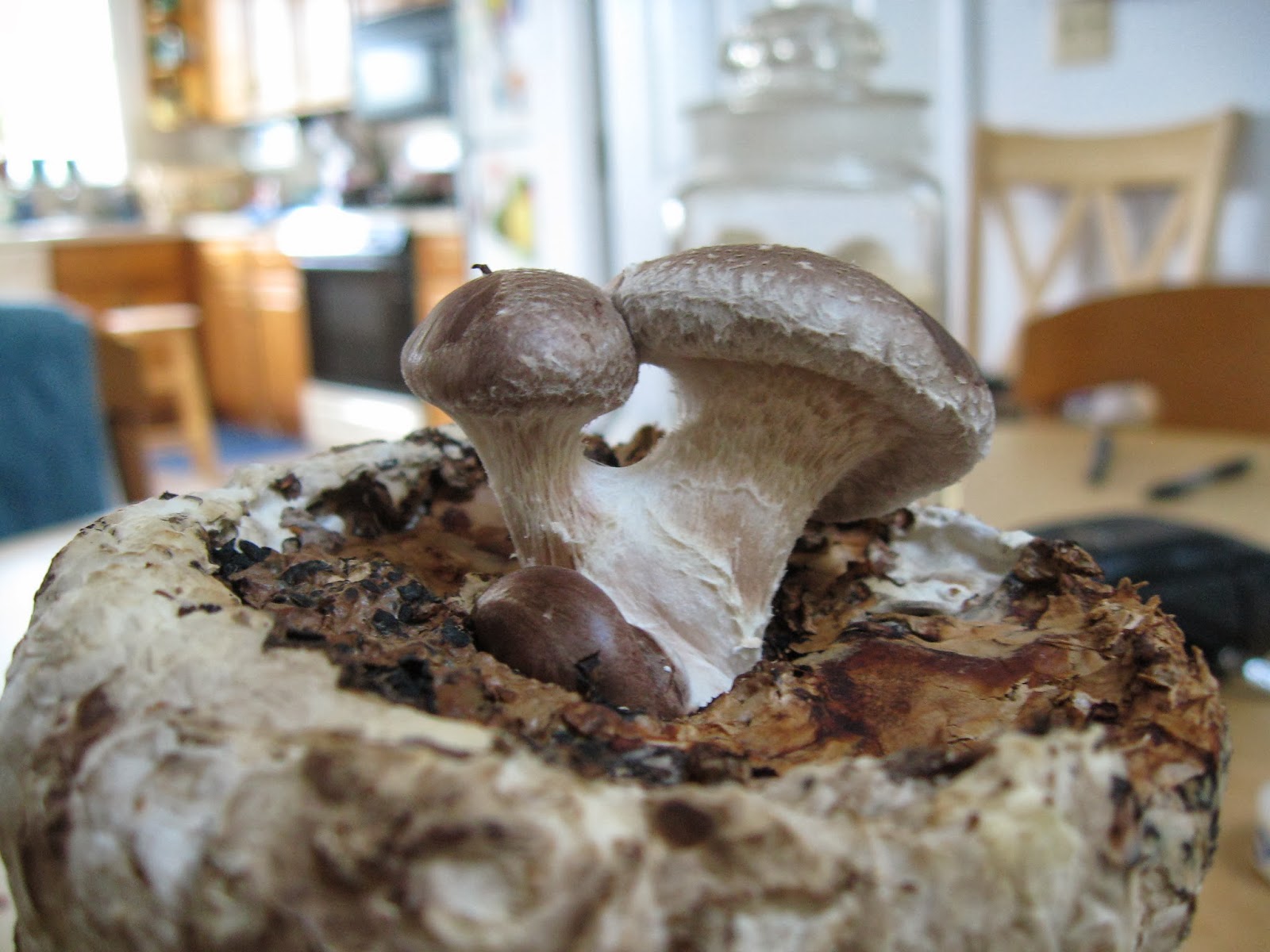 Alli S Garden Growing Gourmet Mushrooms In Your Living Room Part 3