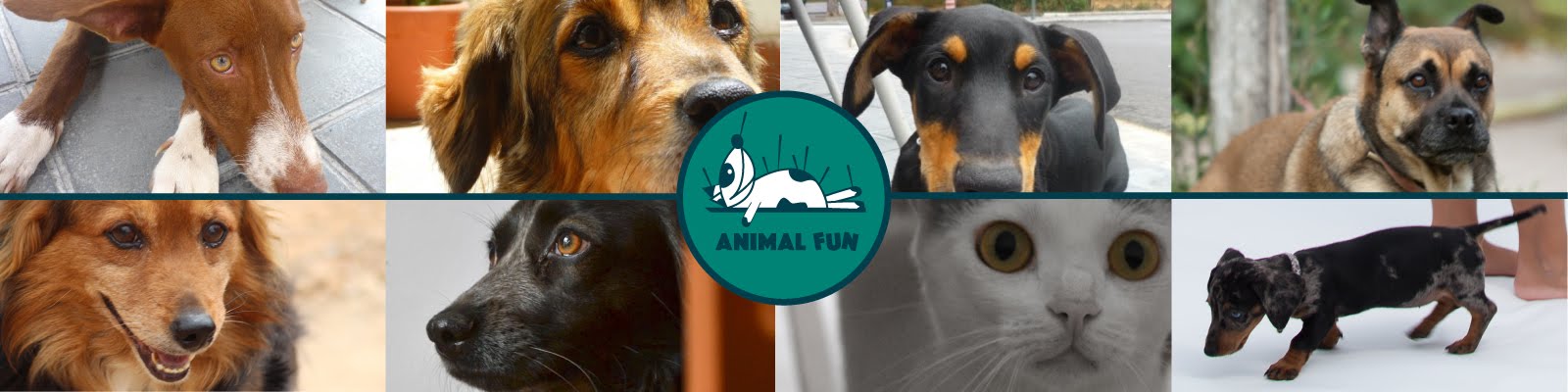 Animal Fun · Clínica veterinaria