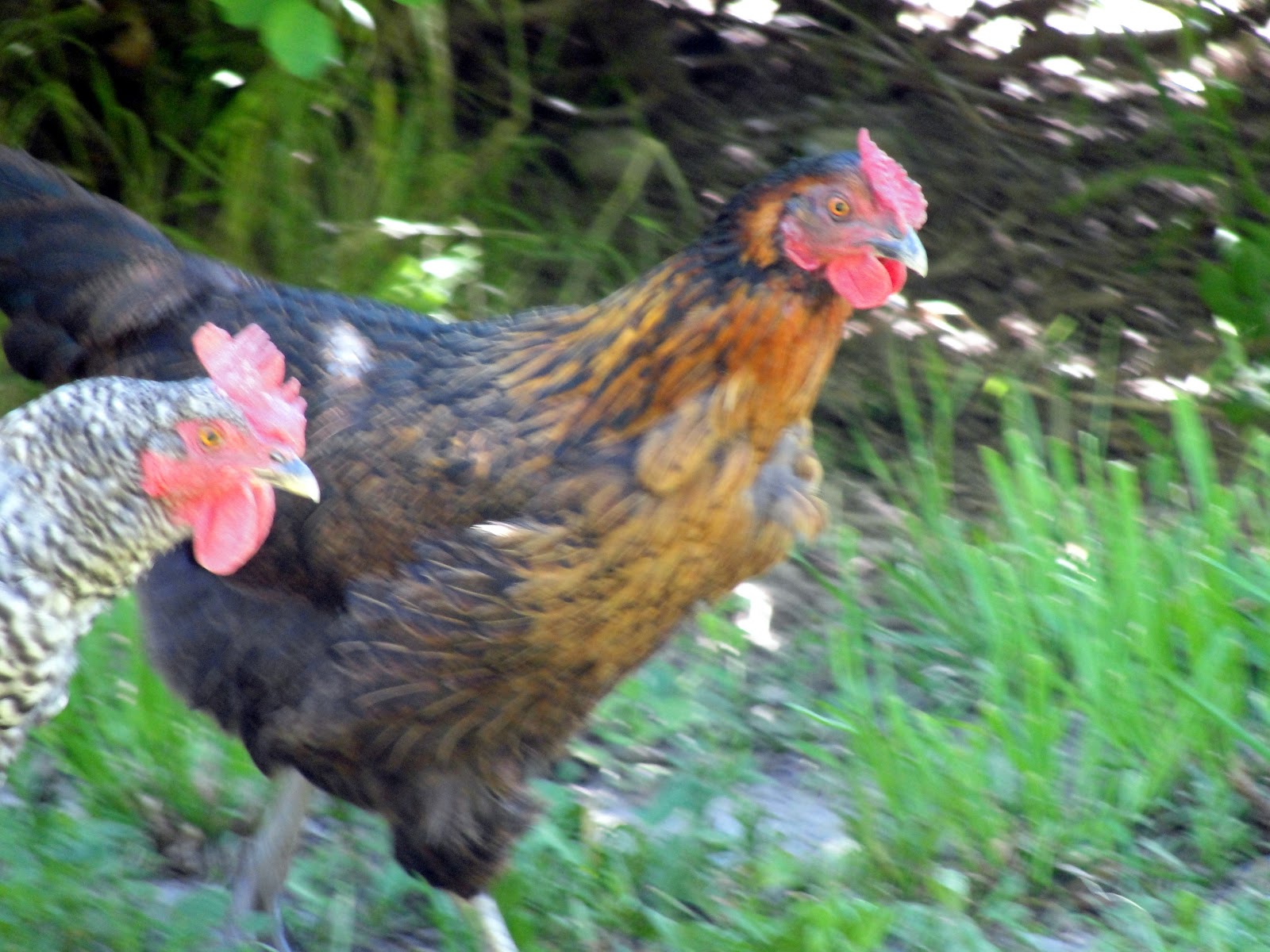 Healthy Family Cookin' Monday Meet Whole Foods Eggs!