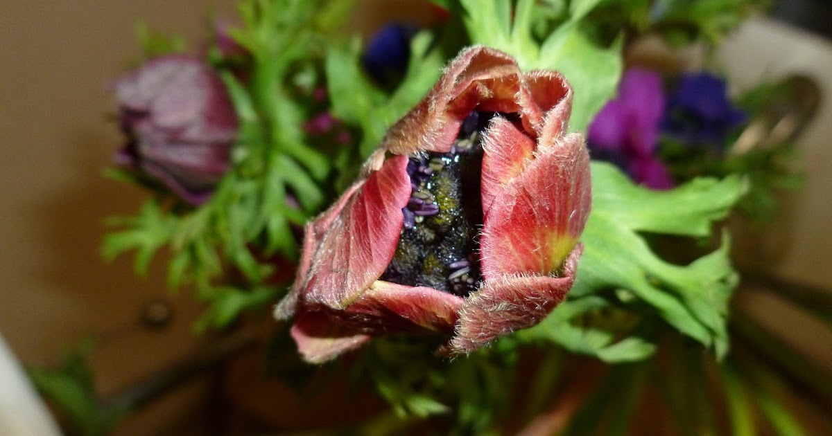 CUT and DRY Flower Personification