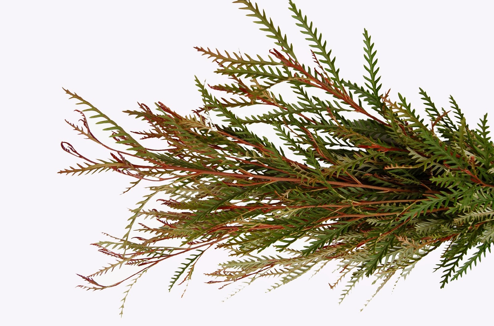 A Passion for Flowers Grevillea Ivanhoe A Fall Favorite