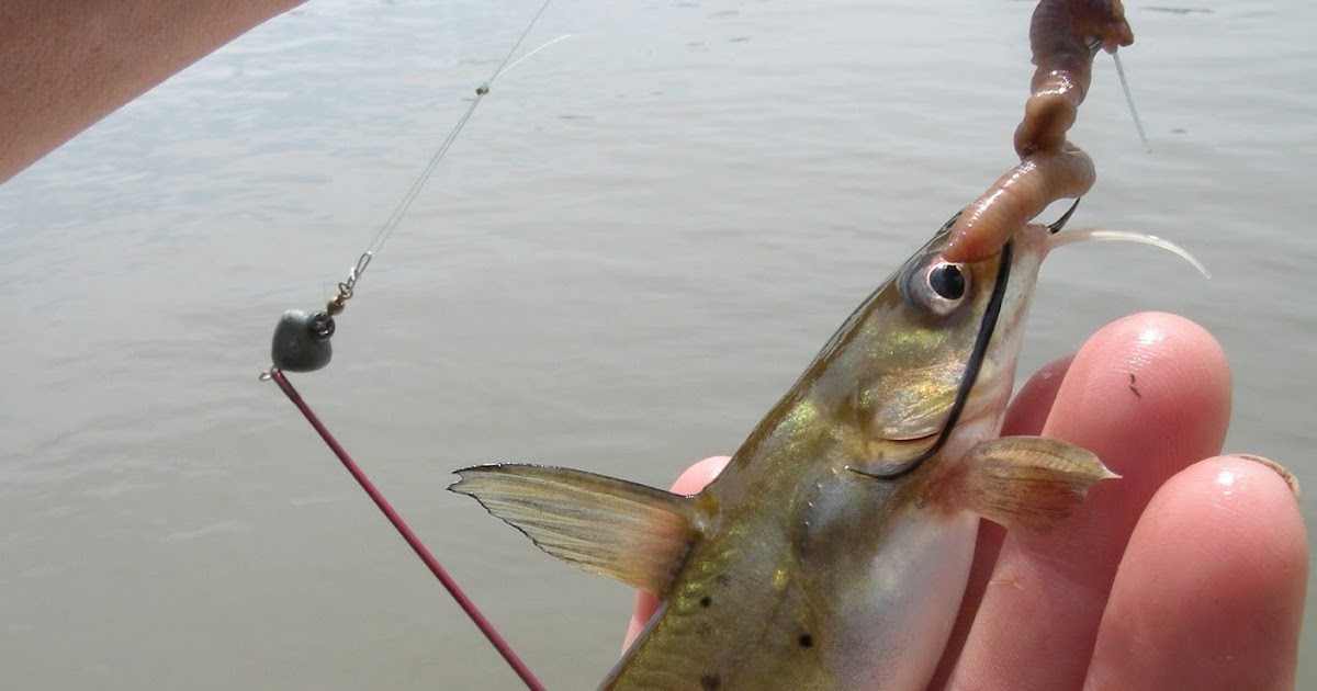 flux biota. Iowa Channel Catfish and a common carp.