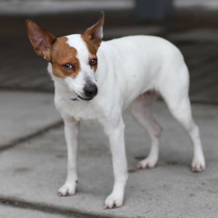 Jack Russell Terrier Adoption Jack Russell Terrier Adoption