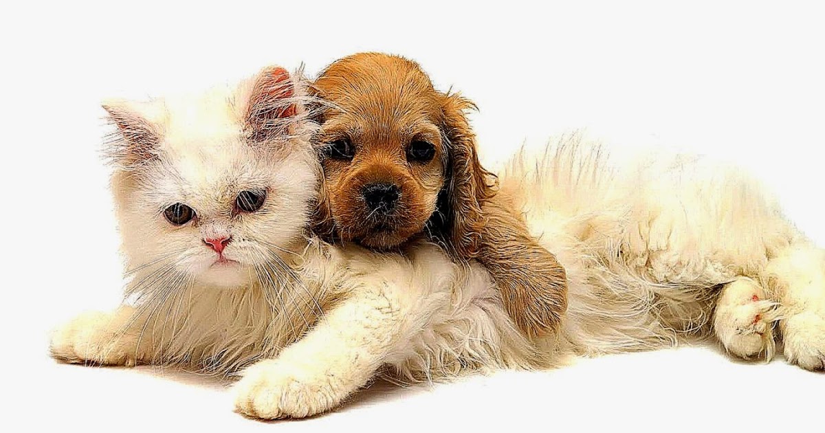 Cute Dogs And Cats Sleep Together Photos All HD Wallpapers