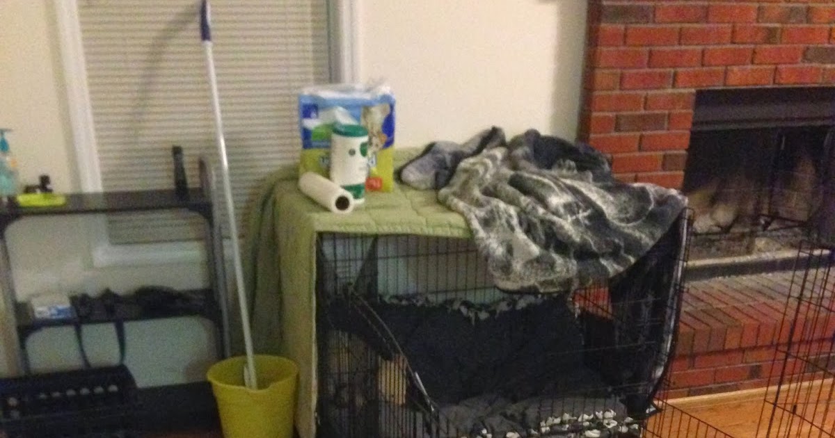 The Puppy Training Diaries The Perfect Puppy Set Up